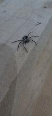 Philodromus margaritatus