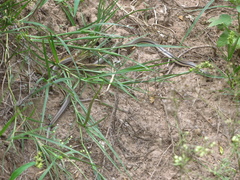 Phalotris lemniscatus