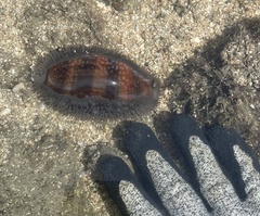 Macrocypraea cervinetta