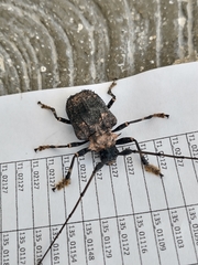 Polyrhaphis michaeli