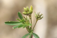 Medicago prostrata