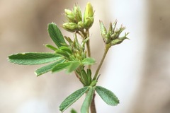 Medicago prostrata