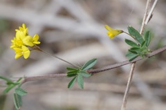 Medicago prostrata