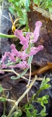 Fumaria officinalis