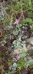 Fumaria officinalis