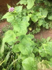 Valeriana pyrenaica