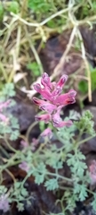 Fumaria officinalis