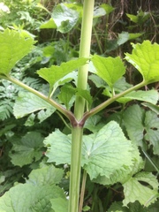 Valeriana pyrenaica