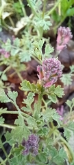 Fumaria officinalis