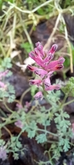 Fumaria officinalis
