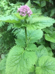 Valeriana pyrenaica