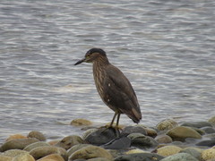Nycticorax nycticorax obscurus