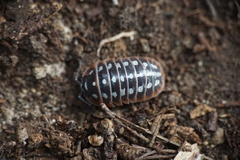 Armadillidium klugii