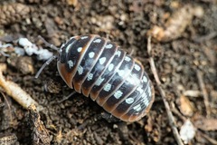 Armadillidium klugii