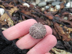 Pseudechinus magellanicus