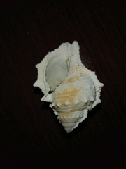 Bursidae