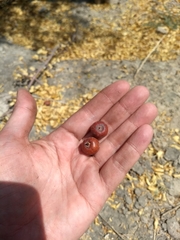 Sarcomphalus amole