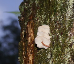 Collybia eucalyptorum