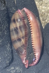 Macrocypraea cervinetta