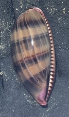 Macrocypraea cervinetta