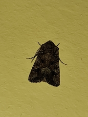 Tycomarptes inferior