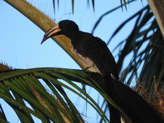 Lophoceros fasciatus