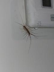 Scutigera coleoptrata