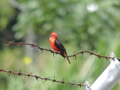 Pyrocephalus rubinus