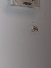 Scutigera coleoptrata