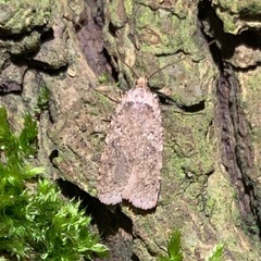 Agonopterix ciliella