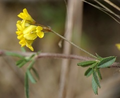 Medicago prostrata