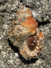 Alanbeuella corrugata