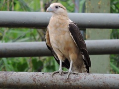 Daptrius chimachima