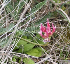 Astragalus incanus