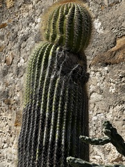 Echinocactus