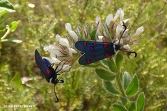 Zygaena lavandulae
