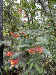 Palicourea marcgravii