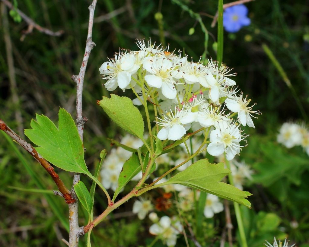 Crataegus meyeri; photograph (c) Anton Popovich, some rights reserved (CC BY)