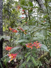 Palicourea marcgravii