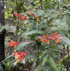 Palicourea marcgravii