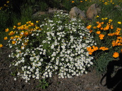 Argyranthemum adauctum subsp. dugourii image