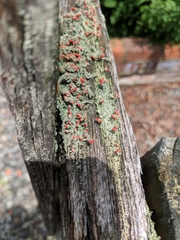 Cladonia cristatella