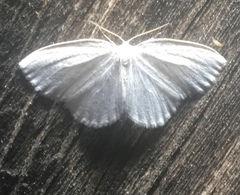 Lomographa vestaliata