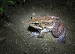 Nanorana medogensis