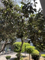 Eriobotrya japonica