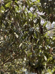 Eriobotrya japonica
