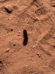 Lophocampa argentata