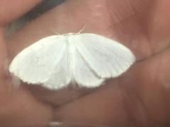 Lomographa vestaliata