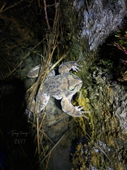 Nanorana medogensis