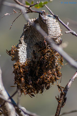 Polistes oculatus